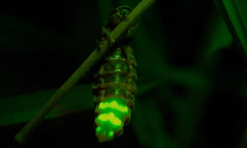 The Glowworm 
