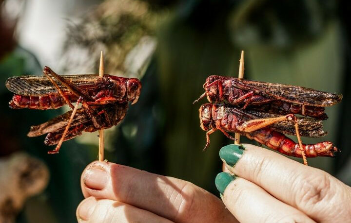 The Hokitika Wildfoods Festival — The Event That Started With a Bottle of Gorse Wine