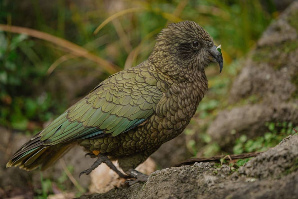 The Kea