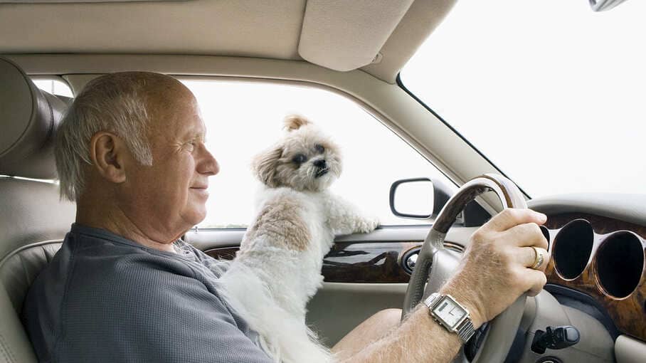 1. It’s Illegal to Drive With an Animal in Your Lap