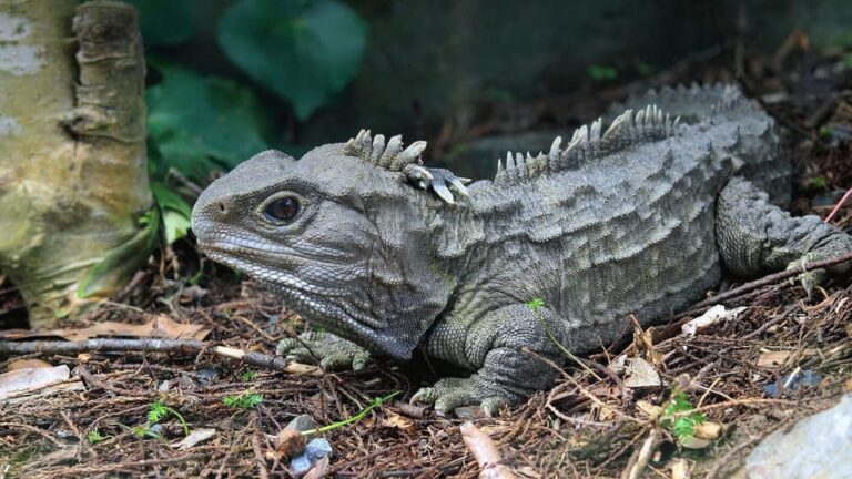 The Tuatara