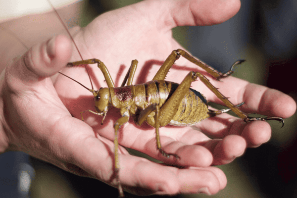 The Wētā